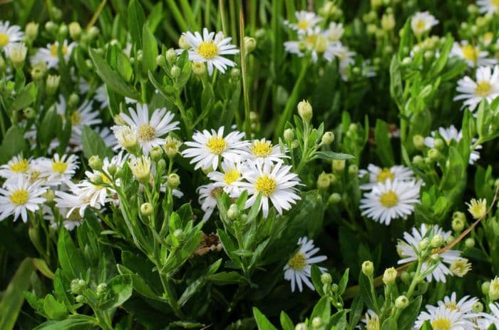 aster 'Starshine'