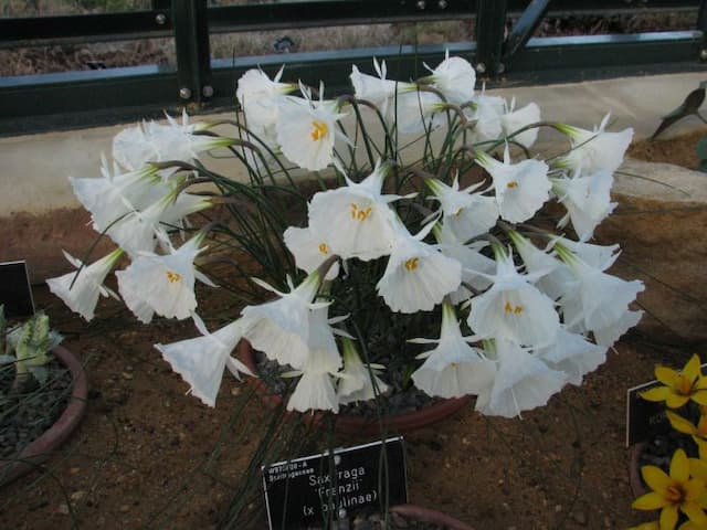White Romieux hoop petticoat daffodil