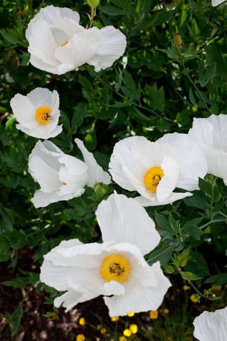 Californian tree poppy