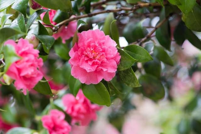 Camellia 'Her Majesty Queen Elizabeth II'