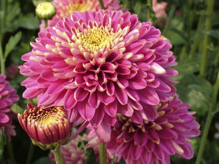 chrysanthemum 'Purple Talbot Parade'