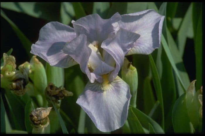 iris 'Jeremy Brian'