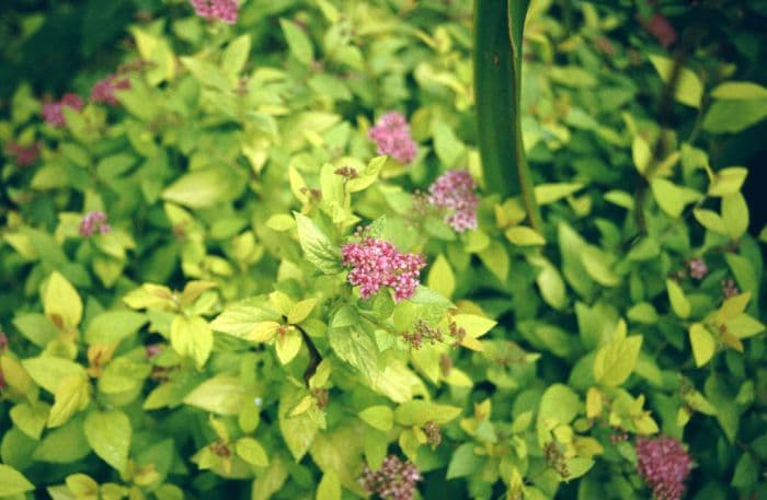 Japanese spirea Golden Princess