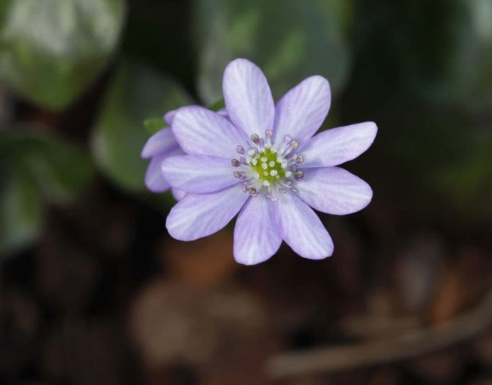 Japanese liverleaf