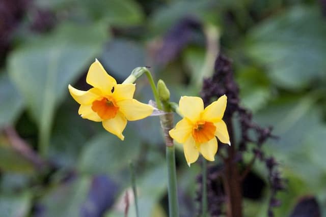 Daffodil 'Martinette'