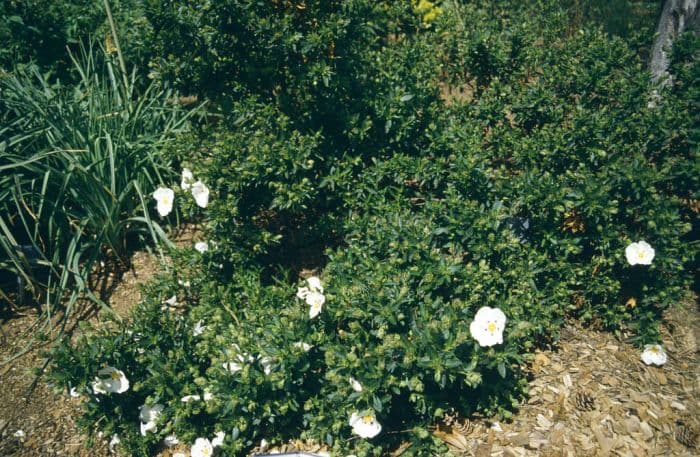 rock rose 'Decumbens'