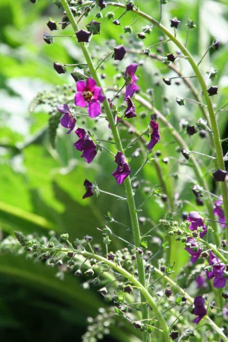 Purple mullein