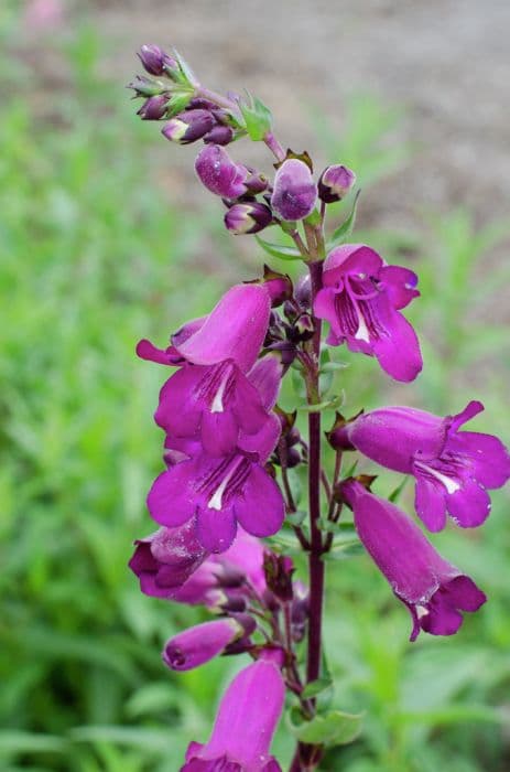 penstemon 'Hidcote Purple'