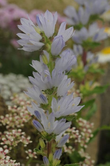 Moesian harebell