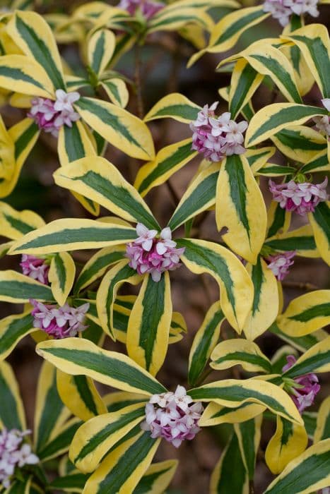 winter daphne 'Mae-jima'