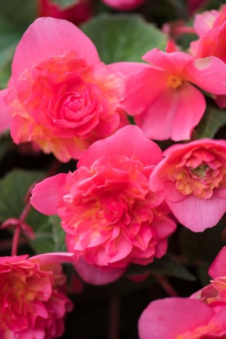 begonia [Sweet Spice Bounty Coral]