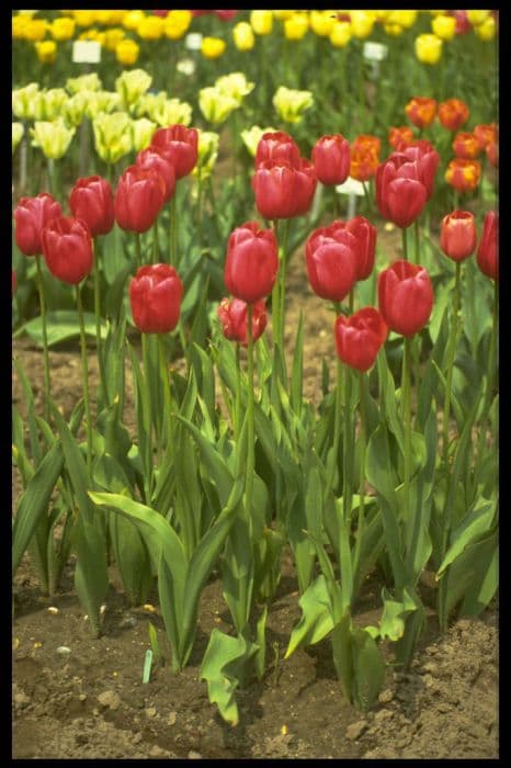 tulip 'Halcro'