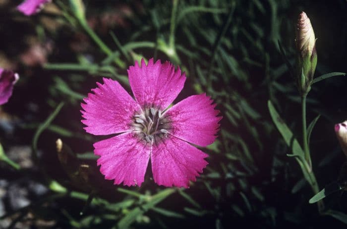 pink 'Inshriach Dazzler'