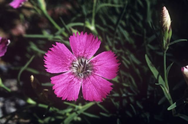 Pink 'Inshriach Dazzler'