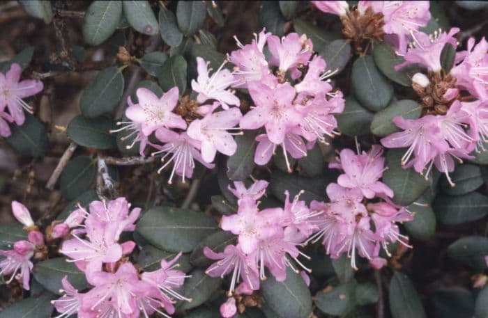 rhododendron 'Rock Rose'