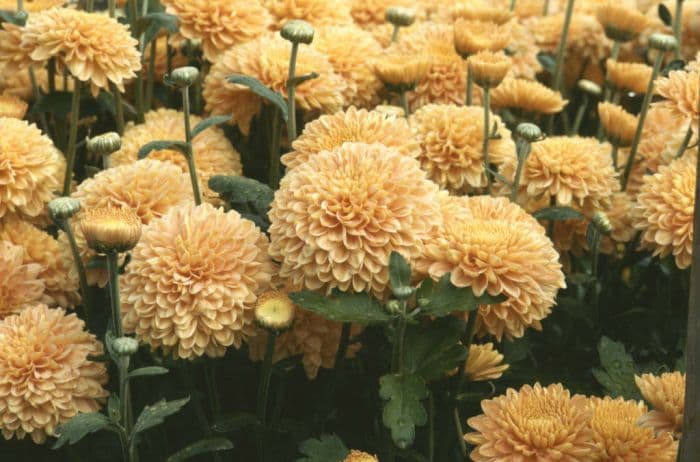 chrysanthemum 'Salmon Pennine Wine'