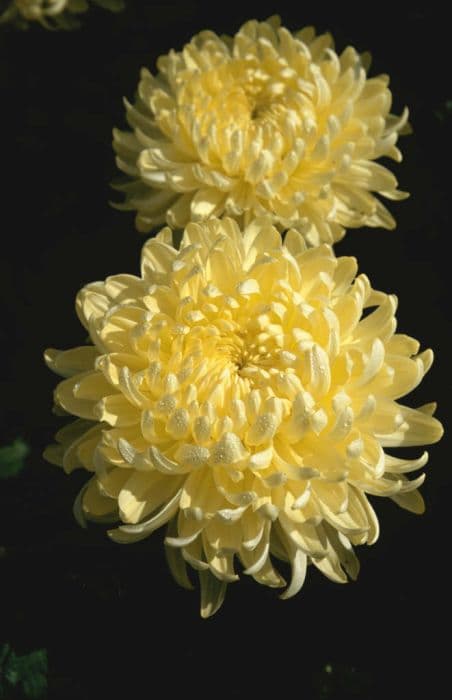 chrysanthemum 'Primrose Allouise'