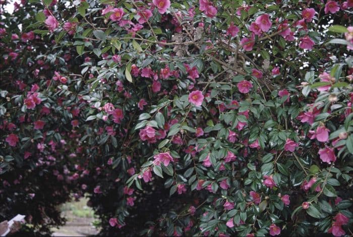 camellia 'Mary Christian'