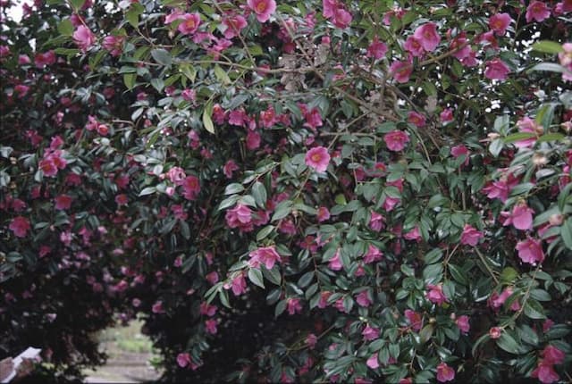 Camellia 'Mary Christian'