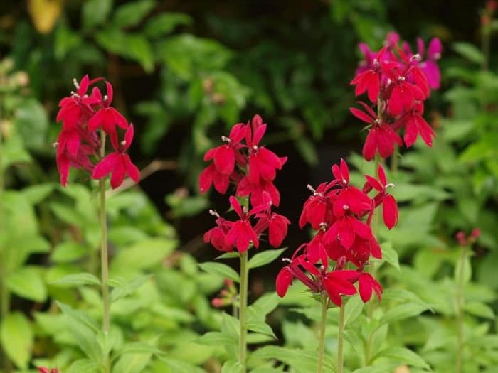 Lobelia × gerardii