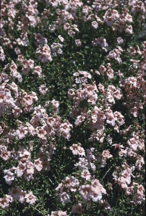 twinspur 'Blackthorn Apricot'