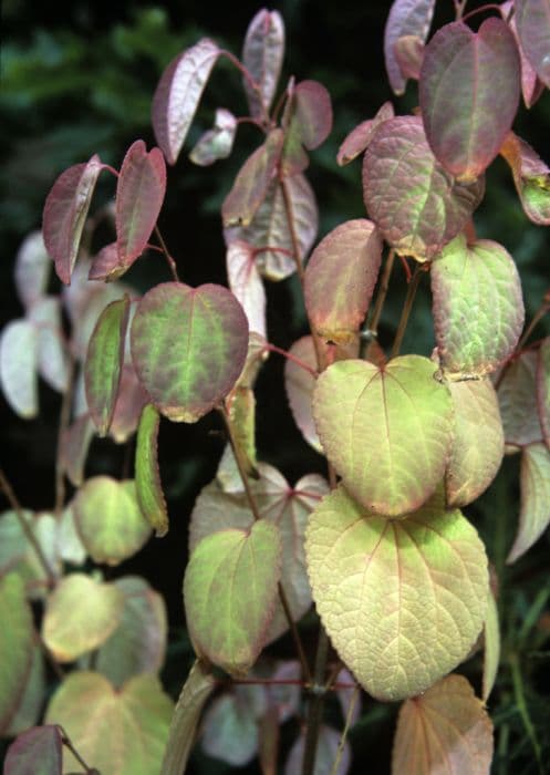 katsura 'Heronswood Globe'