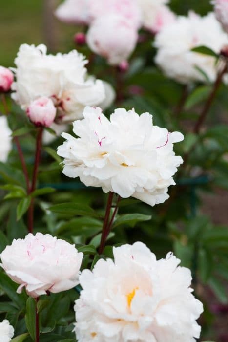 peony 'Reine Hortense'