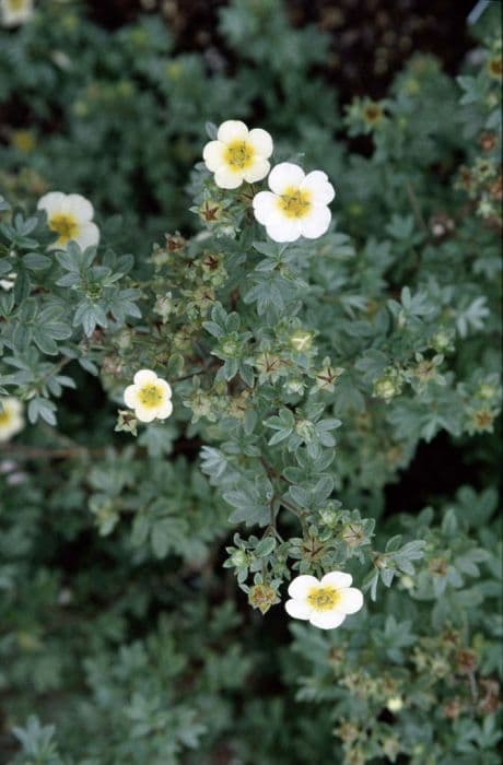 shrubby cinquefoil 'Vilmoriniana'