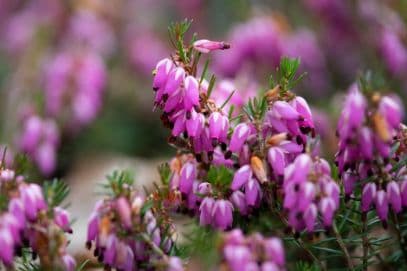 heather 'John Kampa'