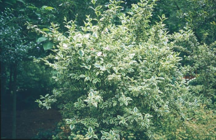 weigela 'Florida Variegata'