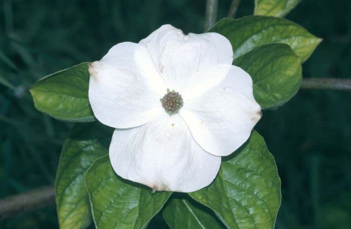 dogwood 'Eddie's White Wonder'