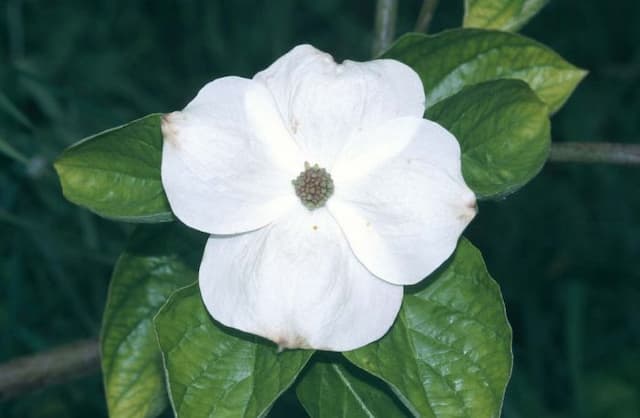 Dogwood 'Eddie's White Wonder'