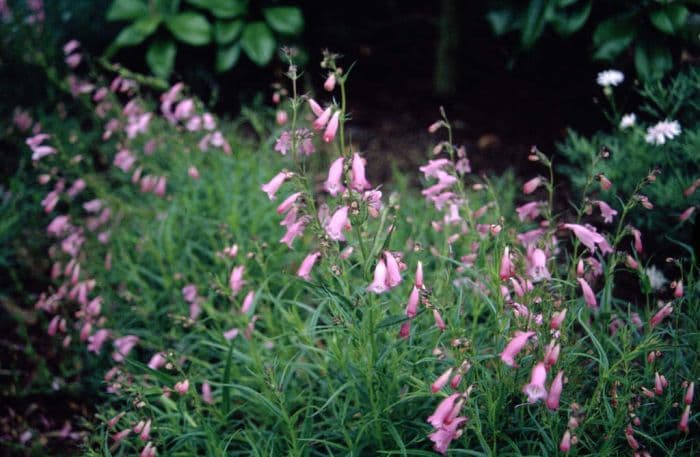 penstemon 'Evelyn'