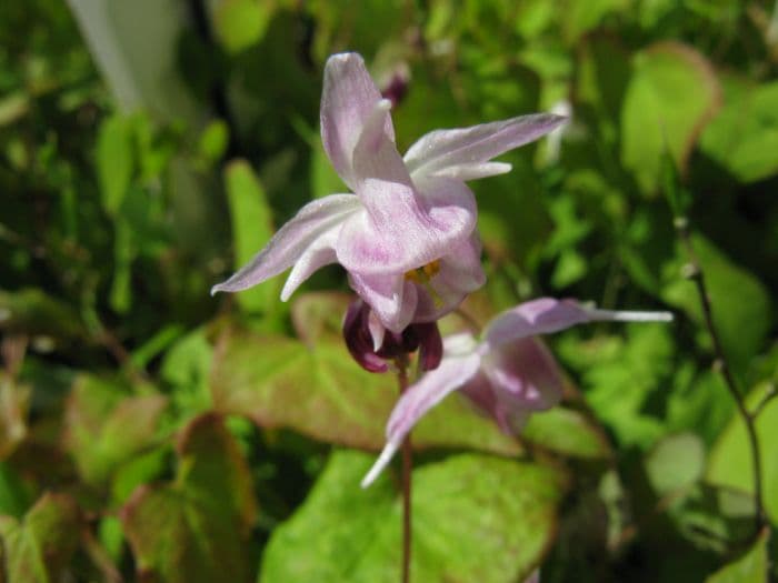 barrenwort 'Akebono'