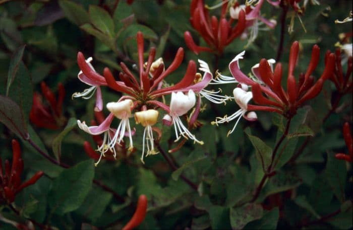 late Dutch honeysuckle