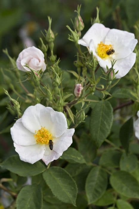 Snowbush rose