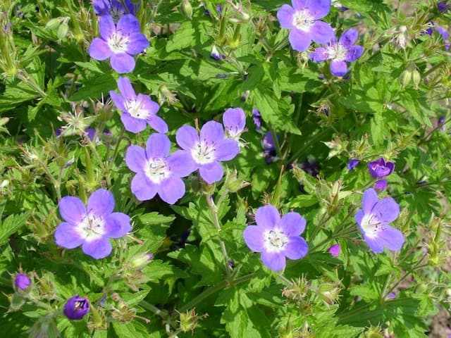 Wood cranesbill 'Amy Doncaster'
