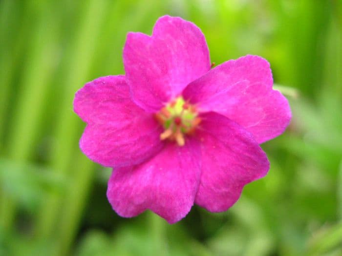 cranesbill 'Phoebe Noble'