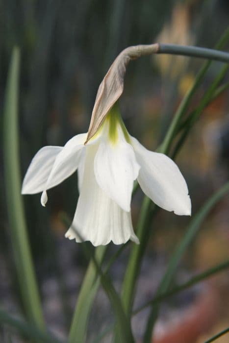 swan's neck daffodil