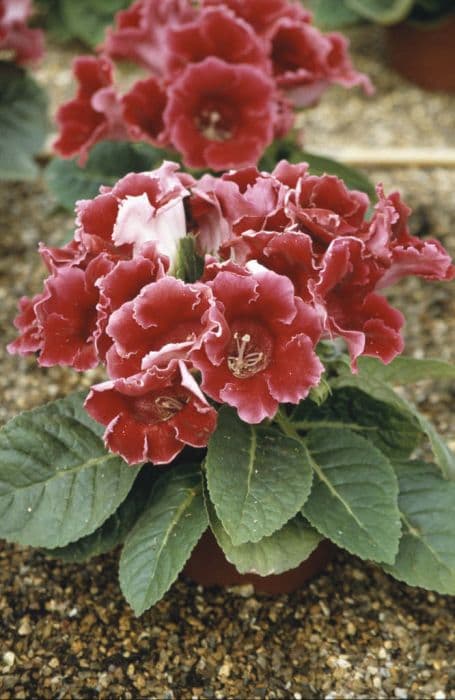 sinningia 'Empress Red'