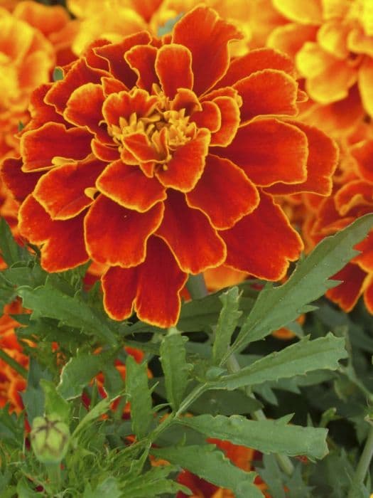 French marigold 'Safari Scarlet'