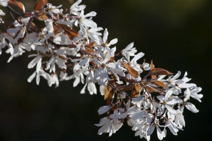 serviceberry 'La Paloma'