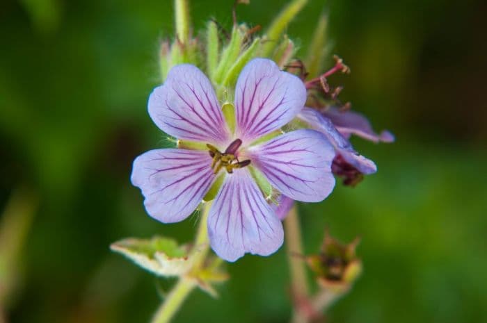 cranesbill 'Philippe Vapelle'