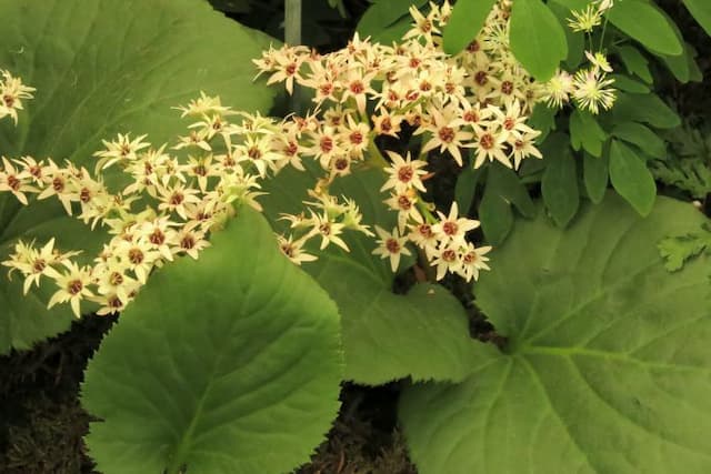 Acanthus-leaved mukdenia