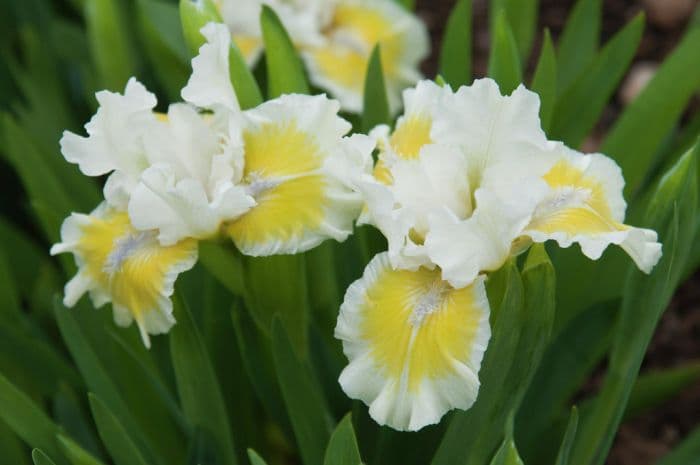 iris 'Captive Sun'