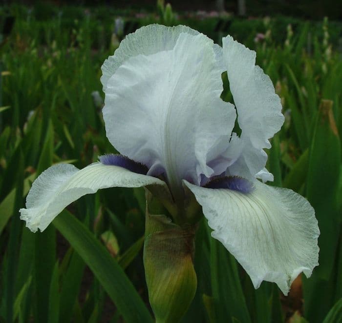 iris 'Mister Matthew'