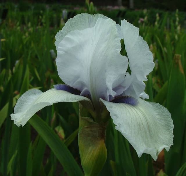 Iris 'Mister Matthew'