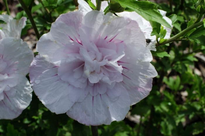 rose of Sharon [China Chiffon]