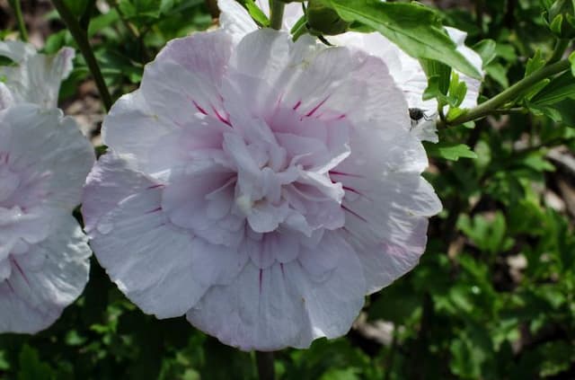 Rose of Sharon [China Chiffon]