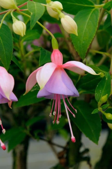 fuchsia 'Dana Samantha'